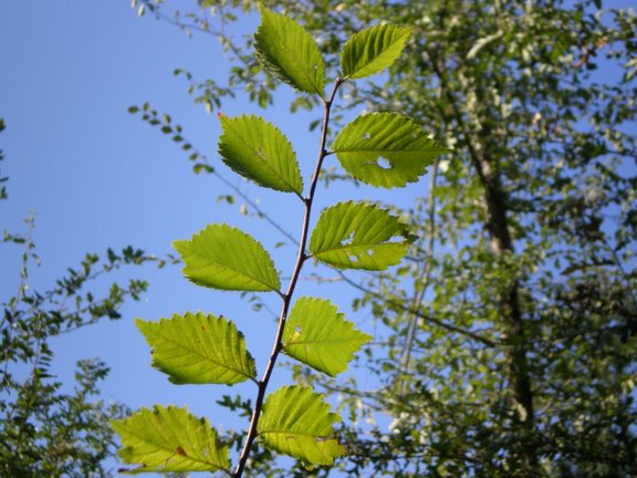 Ulmus cfr. minor
